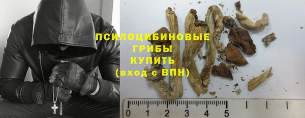 прущие грибы Алзамай